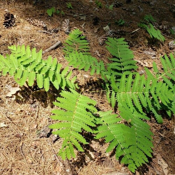 Osmunda claytoniana ᱛᱟᱦᱮᱸ