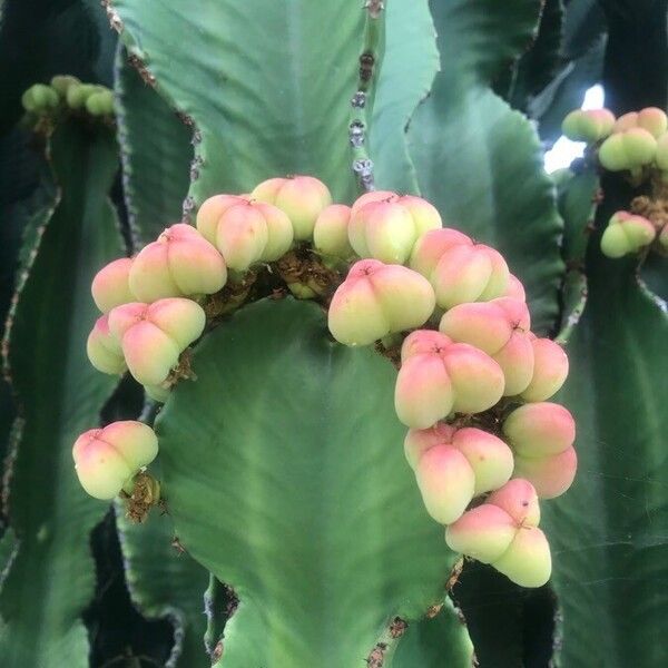 Euphorbia candelabrum (Candelabra tree)