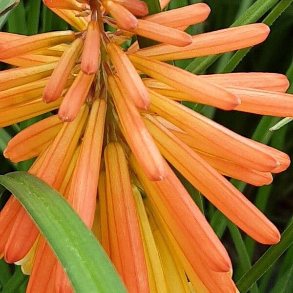 Kniphofia × praecox Bloem