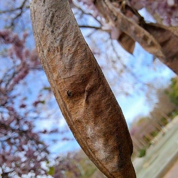 Cercis canadensis Fruit