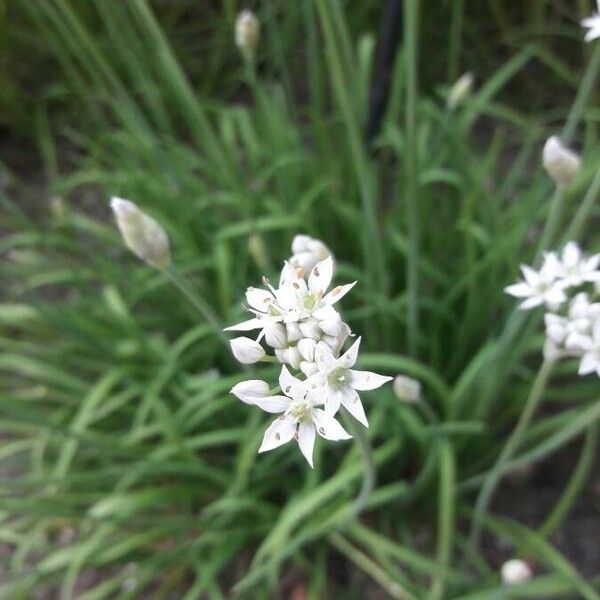 Allium tuberosum Flower