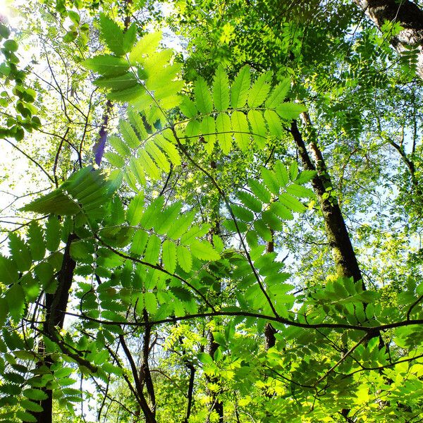 Sorbus aucuparia Характер