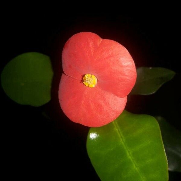 Euphorbia geroldii Flower