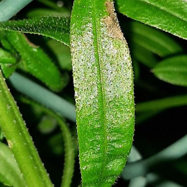 Galium uliginosum Foglia