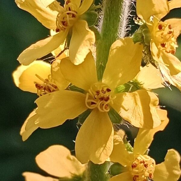 Agrimonia eupatoria Cvet