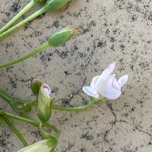 Oxalis incarnata Цветок
