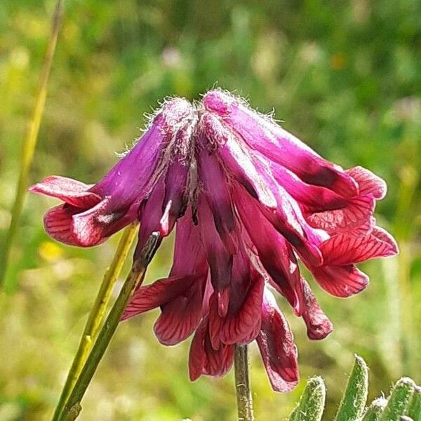 Vicia benghalensis Flower