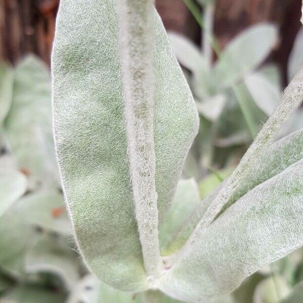 Silene coronaria Bark