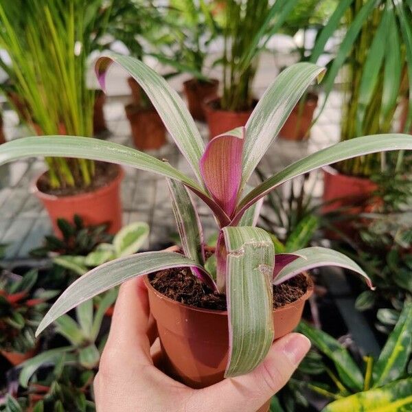 Tradescantia spathacea ഇല