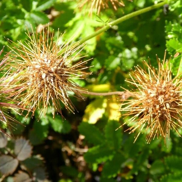 Acaena novae-zelandiae Frukt