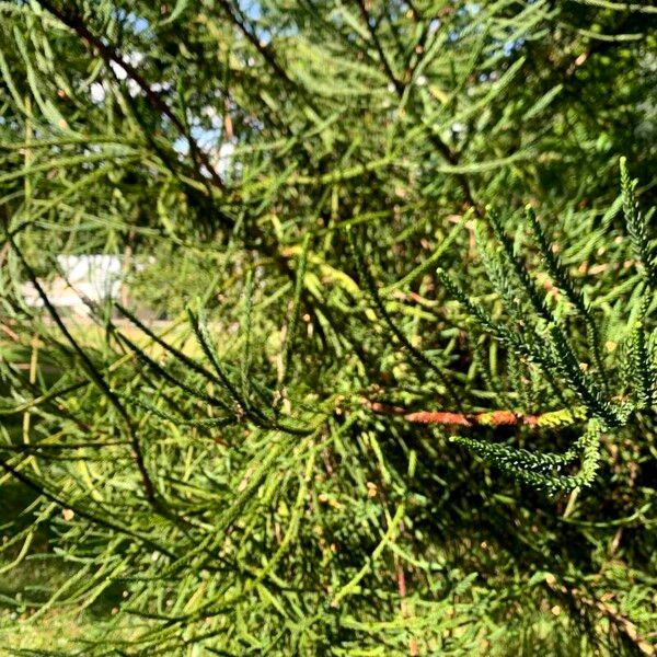 Araucaria luxurians ᱥᱟᱠᱟᱢ