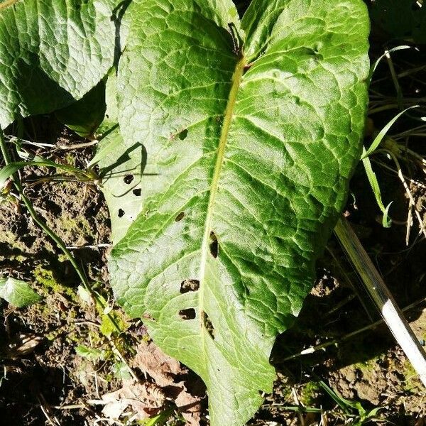 Rumex obtusifolius Foglia