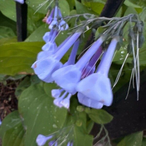 Mertensia virginica Blomst