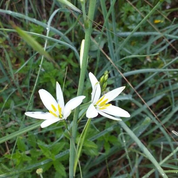 Anthericum liliago Цветок