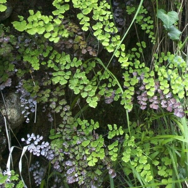 Adiantum capillus-veneris पत्ता