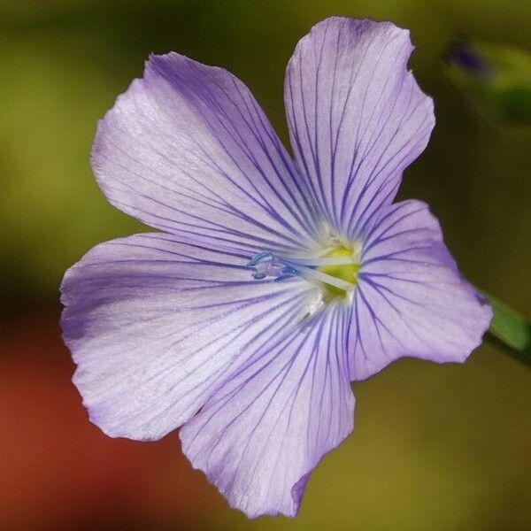 Linum usitatissimum Flower