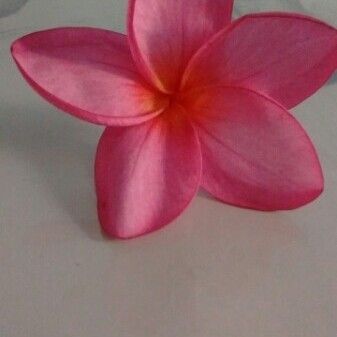 Plumeria rubra Bloem