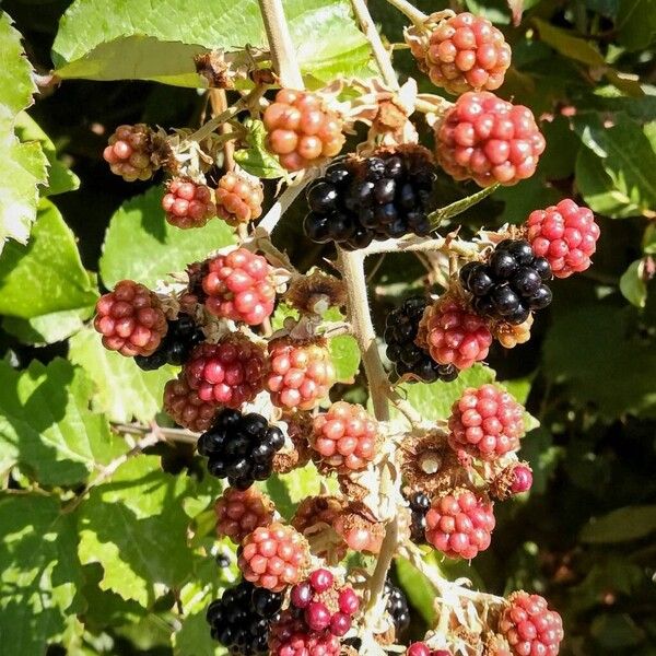 Rubus ulmifolius Fruit