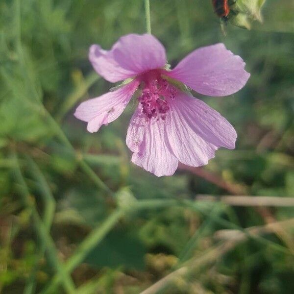 Althaea cannabina Flower