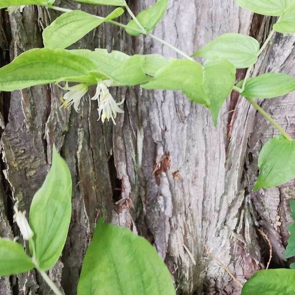 Prosartes hookeri Flower