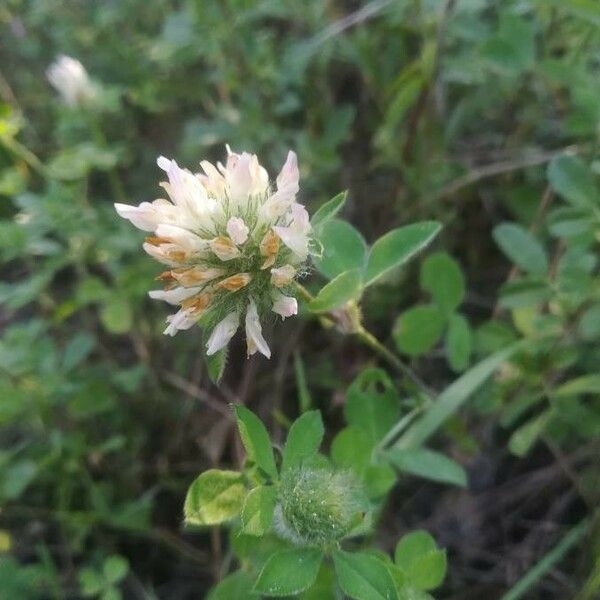 Trifolium hirtum Flower