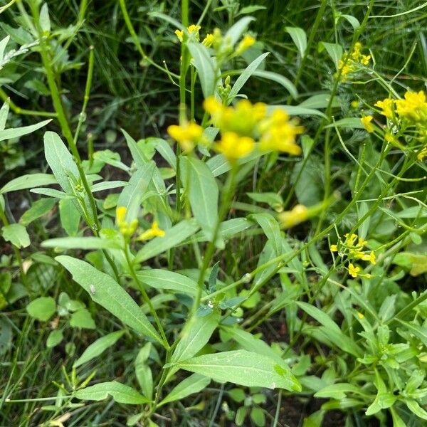 Erysimum cheiranthoides Folla