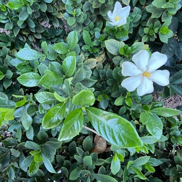 Gardenia jasminoides Bloem