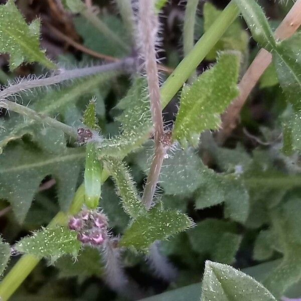 Arabidopsis arenosa Levél