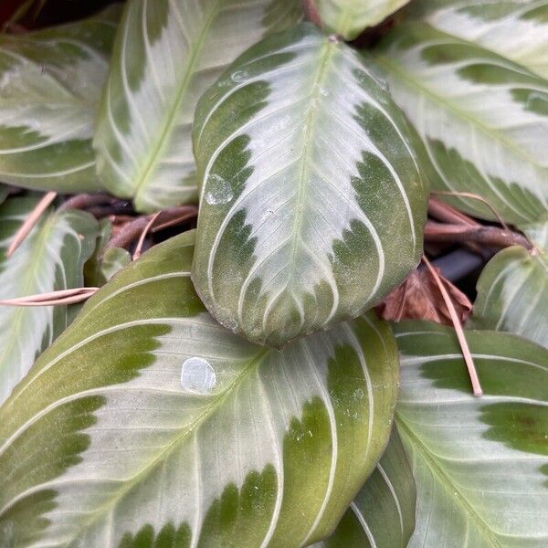 Maranta leuconeura Leaf