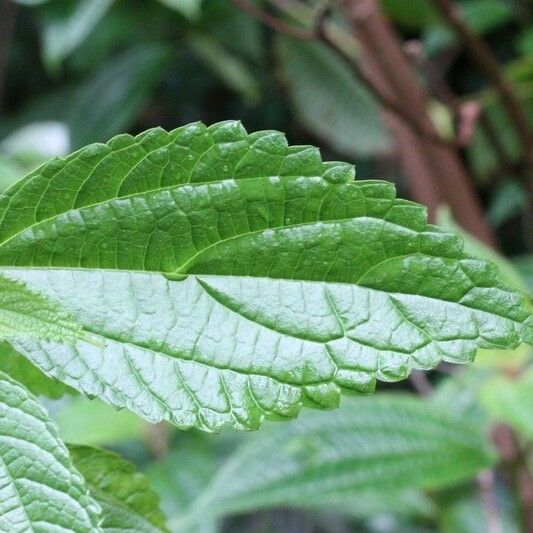 Boehmeria japonica Leaf