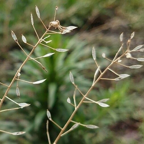 Draba muralis 花