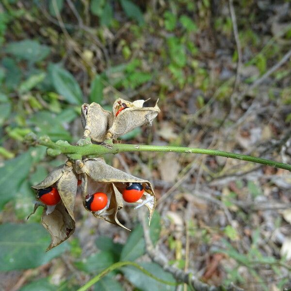 Abrus precatorius ശീലം