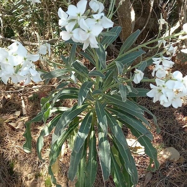 Matthiola incana Blomst