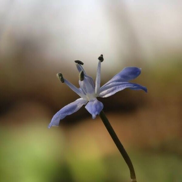 Scilla bifolia 花