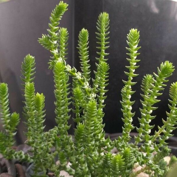 Crassula tillaea ᱥᱟᱠᱟᱢ