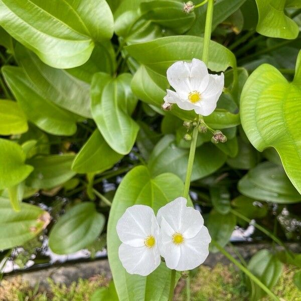 Aquarius cordifolius Flower