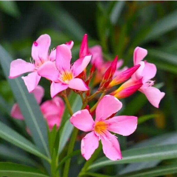 Nerium oleander Bloem