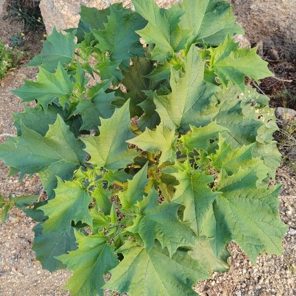 Datura ferox Feuille