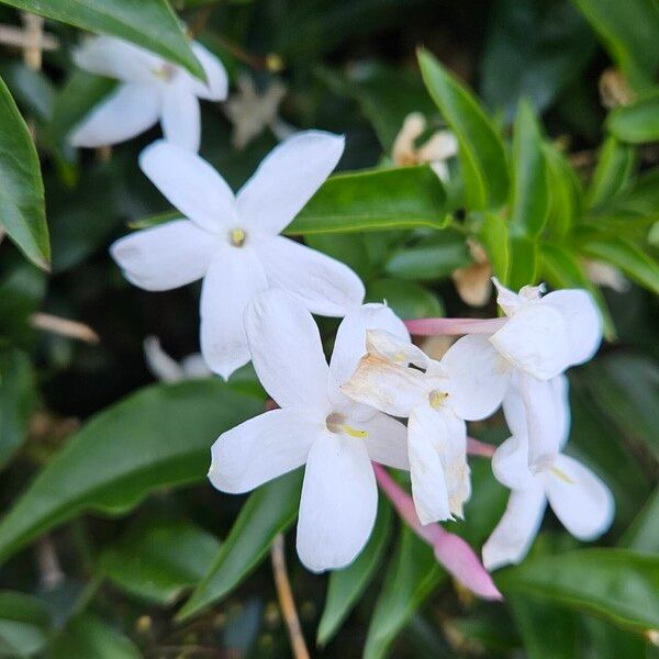 Jasminum officinale Flower