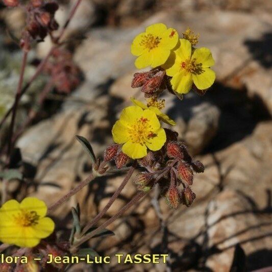 Helianthemum cinereum Kvet