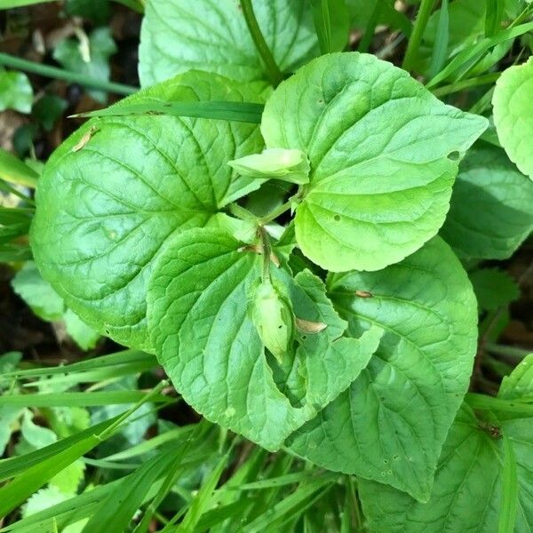 Viola mirabilis Frugt