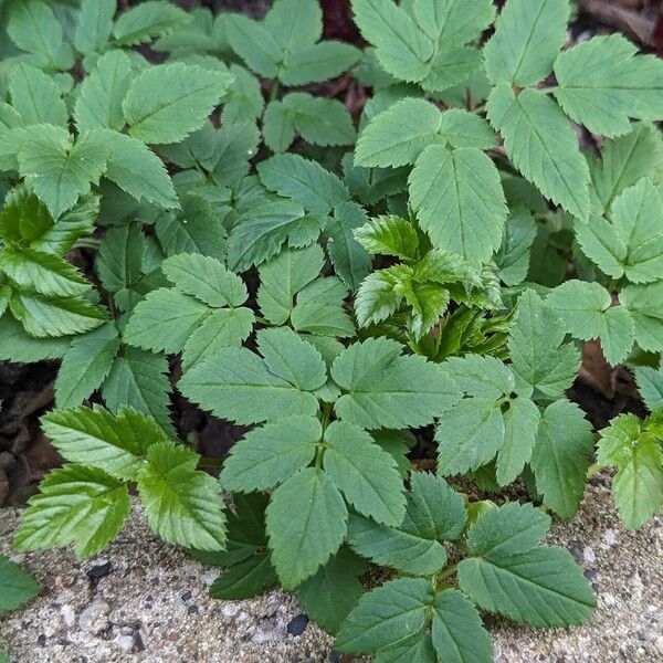 Aegopodium podagraria Habit