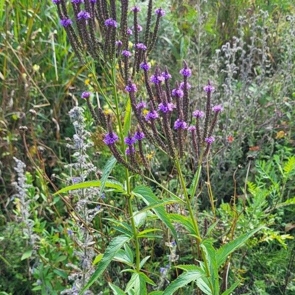 Verbena hastata Folha