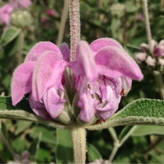 Phlomis purpurea Кветка