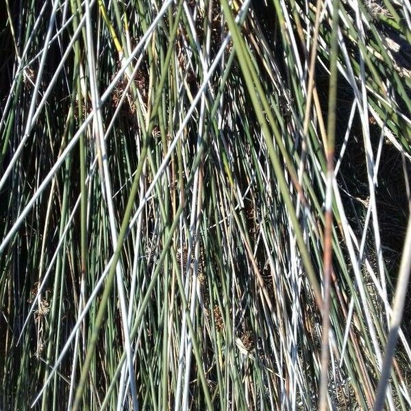 Juncus maritimus Leaf