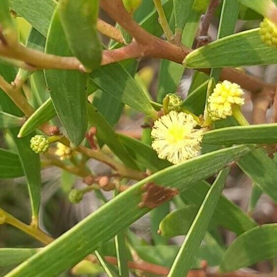 Acacia longifolia Цвят