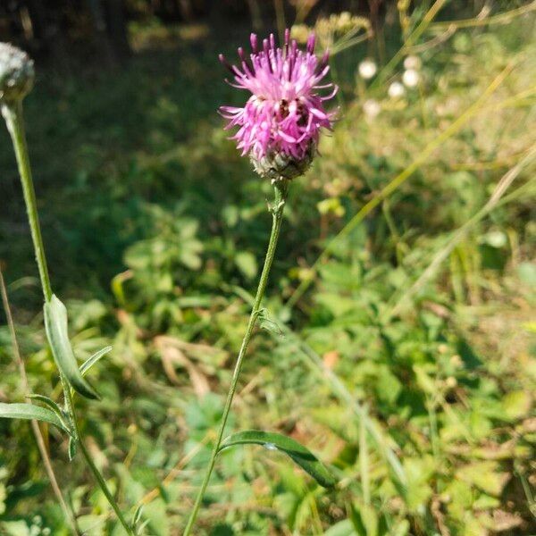 Centaurea scabiosa Flower