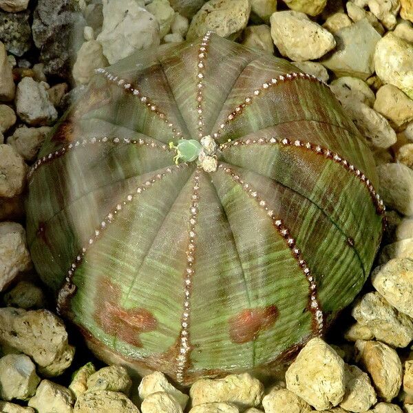 Euphorbia obesa List