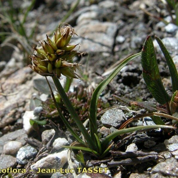 Carex maritima Habitus