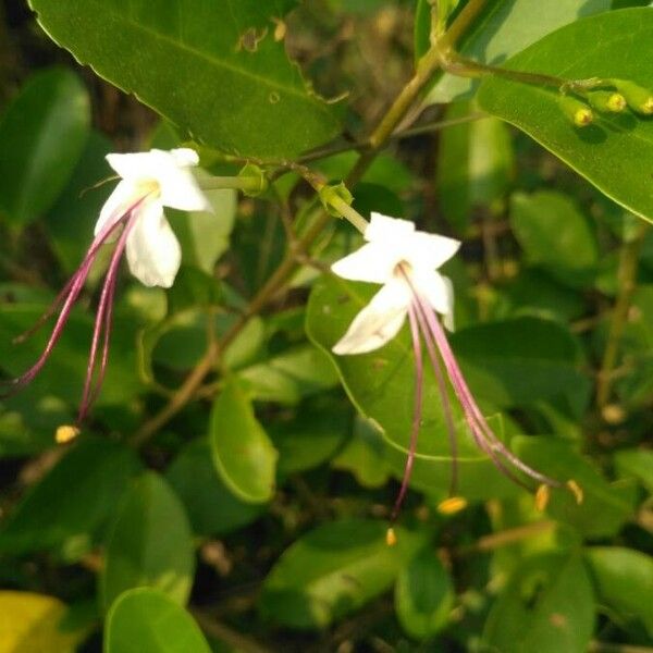 Volkameria inermis Flor